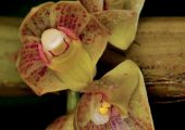 Dendrobium bicameratum pictures