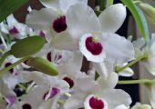 Dendrobium nobile pictures