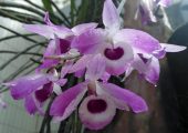 Dendrobium lituiflorum Lindl. Pictures