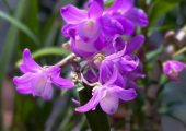 Den .ChinaDream Crystal pictures