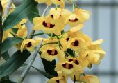Den.Gatton Sunray