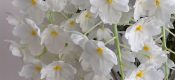 Dendrobium farmeri pictures