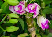 Dendrobium nobile