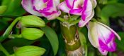 Dendrobium nobile