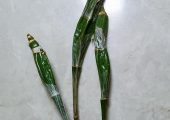 Dendrobium farmeri