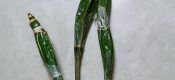 Dendrobium farmeri