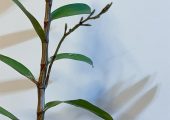 Dendrobium pulchellum