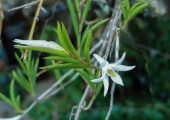 Dendrobium exile Schltr.