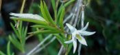Dendrobium exile Schltr.