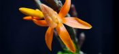 Dendrobium unicum pictures