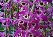 Dendrobium lituiflorum Lindl.