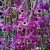 Dendrobium lituiflorum Lindl.