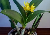Dendrobium speciosum