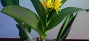 Dendrobium speciosum
