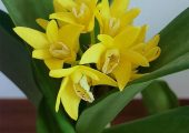 Dendrobium speciosum pictures