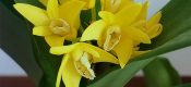 Dendrobium speciosum pictures