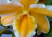 Den.Pittero Gold ‘Diamond Ring’ pictures