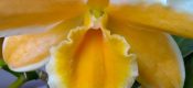 Den.Pittero Gold ‘Diamond Ring’ pictures