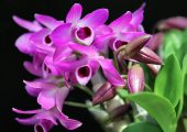 Musk Dendrobium (Dendrobium parishii)