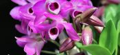 Musk Dendrobium (Dendrobium parishii)