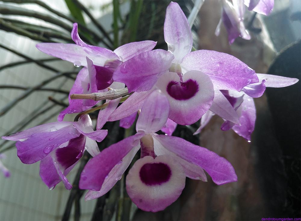 Dendrobium lituiflorum Lindl.