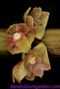 Dendrobium bicameratum