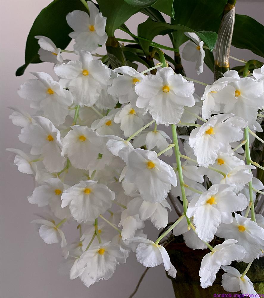 Dendrobium farmeri pictures