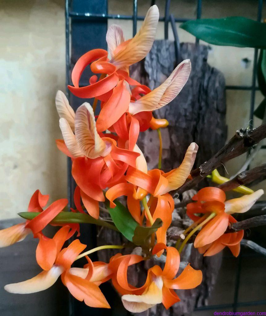 Dendrobium unicum pictures