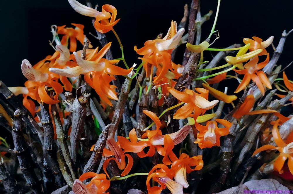 Dendrobium unicum pictures