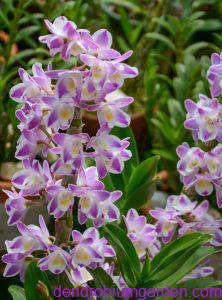 Den .ChinaDream Crystal
