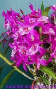 Dendrobium 'Fire Bird'